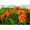 thumbnail image 2 of Butterfly Milkweed Native Seeds for Planting (100 Seeds) - Asclepias tuberosa - Great for Butterflies and Pollinators, 2 of 4