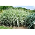 thumbnail image 4 of 1000 Variegated RIBBON GRASS Reed Canary Phalaris Arundinacea Pink Flower Seeds, 4 of 10