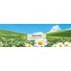 thumbnail image 5 of Ambientador para auto LITTLE TREES Daisy Fields, paquete de 6, 5 of 5