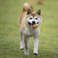 thumbnail image 3 of AAOMASSR Creative Little Toy Dog Toy Sound Egg Scream Ball Molar, 3 of 6