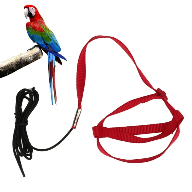 Laisse pour Oiseaux Résistante aux Morsures Corde d'Entraînement Ajustable pour Marcher Fête