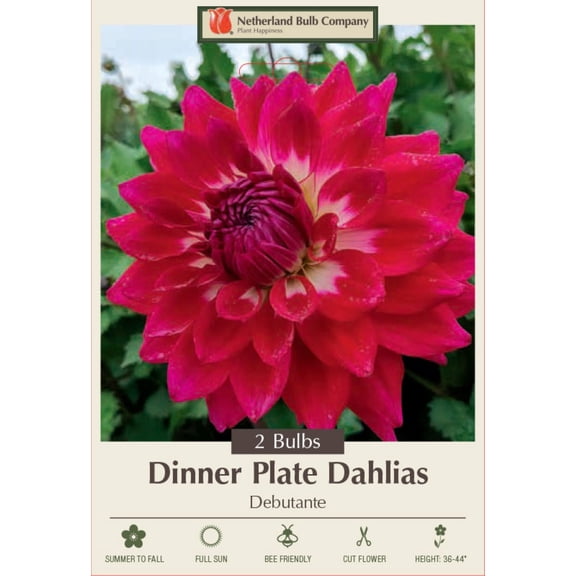 Debutante Dinnerplate Cactus Dahlia - 2 Top Size Root Clumps