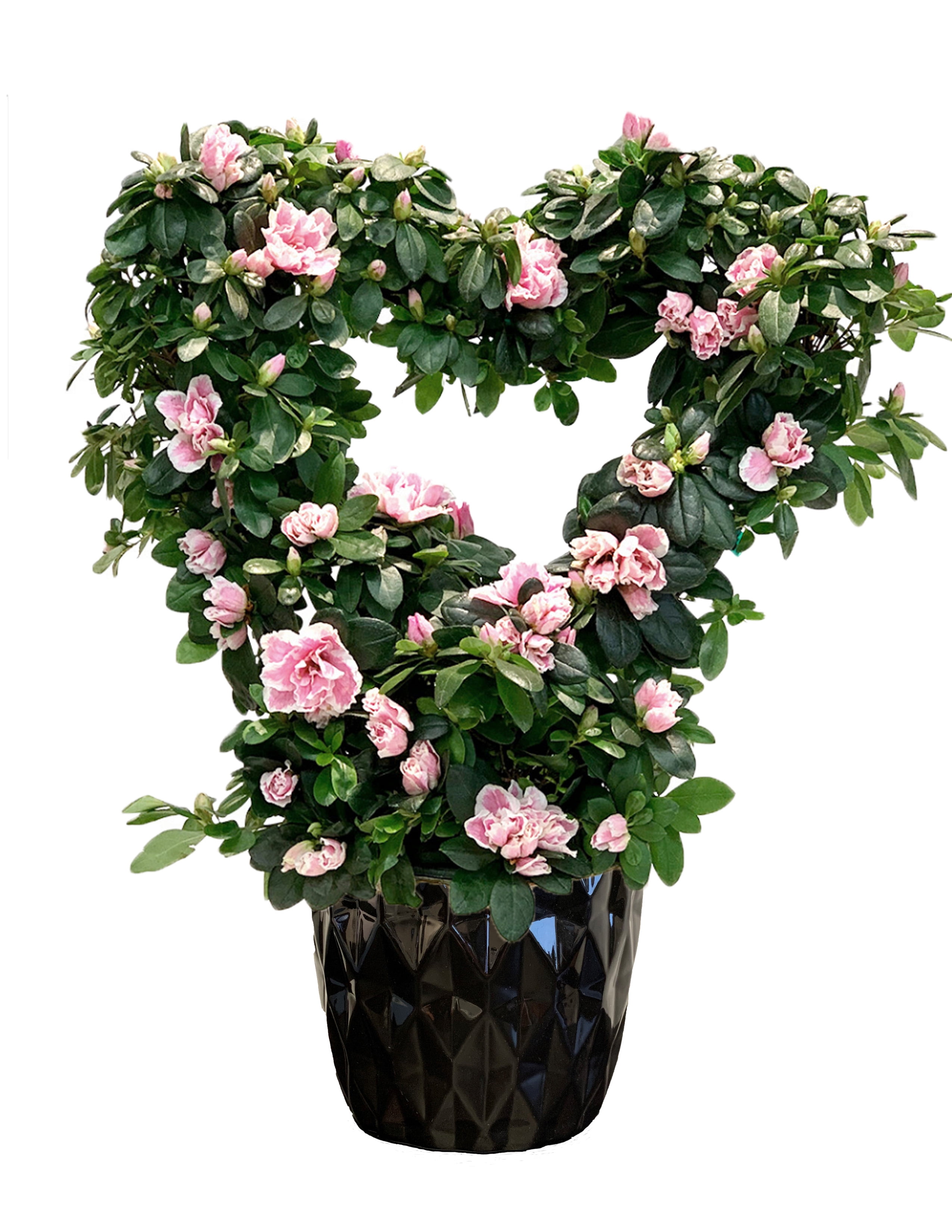 One Floral Heart Azalea Topiary ; 6" pot; ceramic pot - Walmart.com - Walmart.com