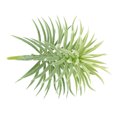 thumbnail image 2 of Planta de pino Artificial Monstrate Decoración Verde, 2 of 6