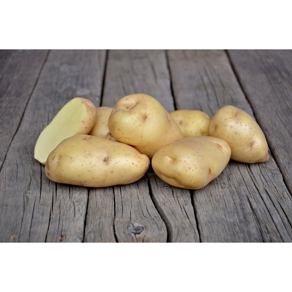 Potato Bintje