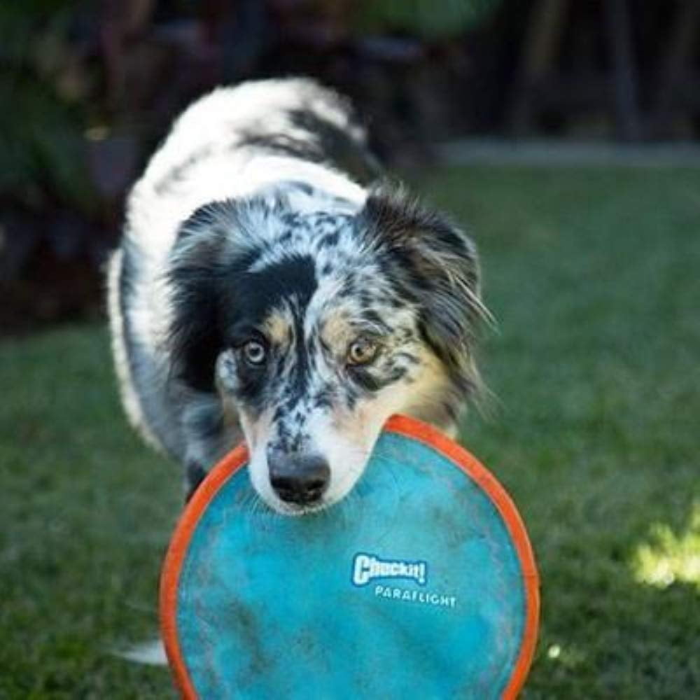 Chuckit! Paraflight Small Disc Dog Toy