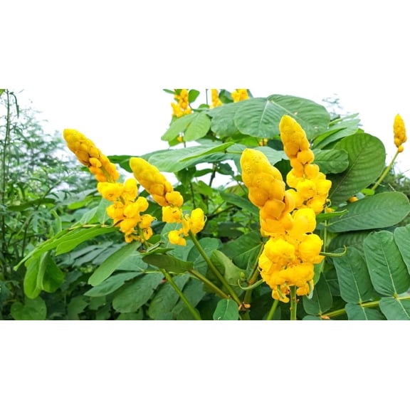 Emperors Candlesticks Wildflower Seeds - 30 Seeds of Senna alata - Ships from Iowa, USA