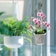 thumbnail image 1 of KALLORY Maceta Para Phalaenopsis Con Transparente Y Ranuras De Drenaje, 1 of 8