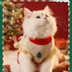 thumbnail image 4 of Cats Clothes Christmas Winter Warm Winter Pet Cats Winter Sweater Winter Outfit, 4 of 8