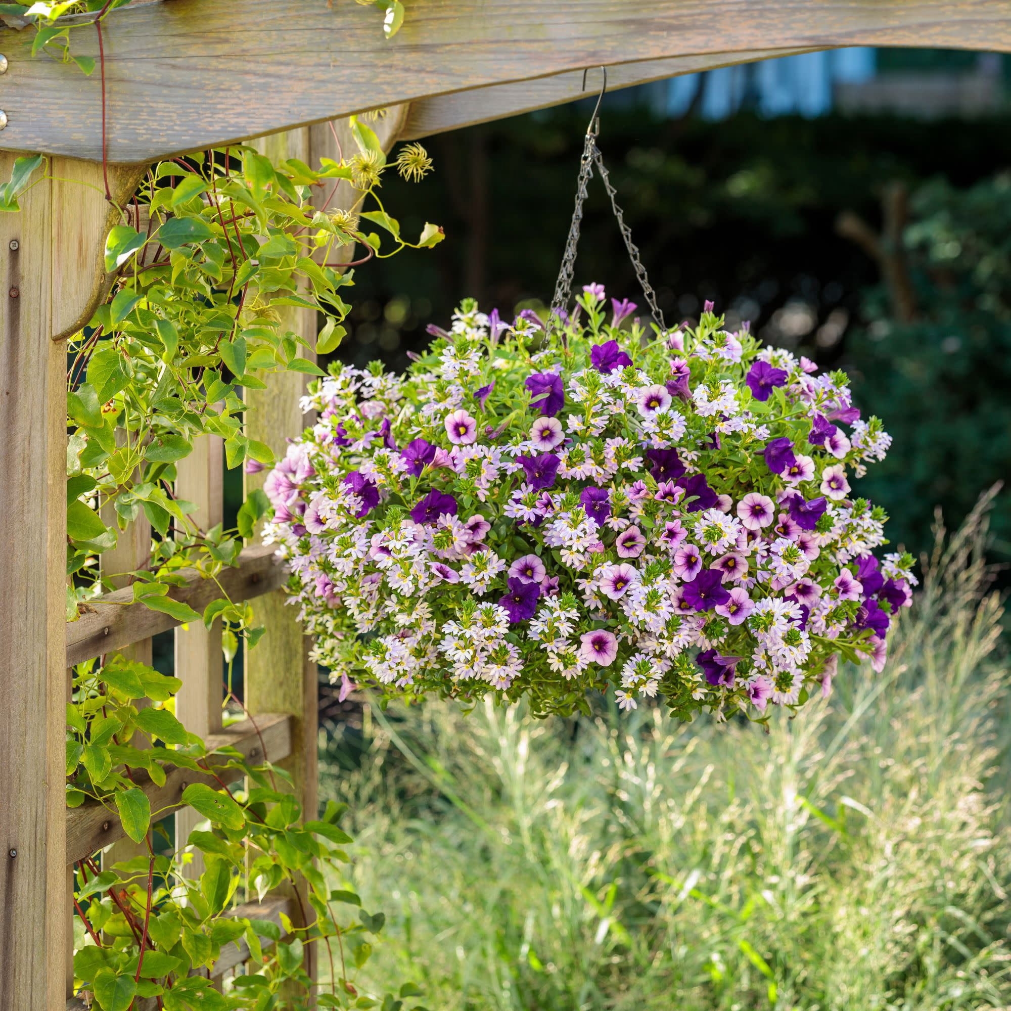 Proven Winners 4" Purple Superbells Blue Moon Punch Calibrachoa Live Plant in 4.25" Pot (4 Count)