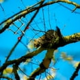 thumbnail image 2 of Cortadora De Bonsáis Herramientas De Jardinería Para Doblar Bonsáis Superresistentes Diseño De Placa De Acero Gruesa ¡Fácil De Dar Forma A Una Variedad De Arte En Macetas!, 2 of 6