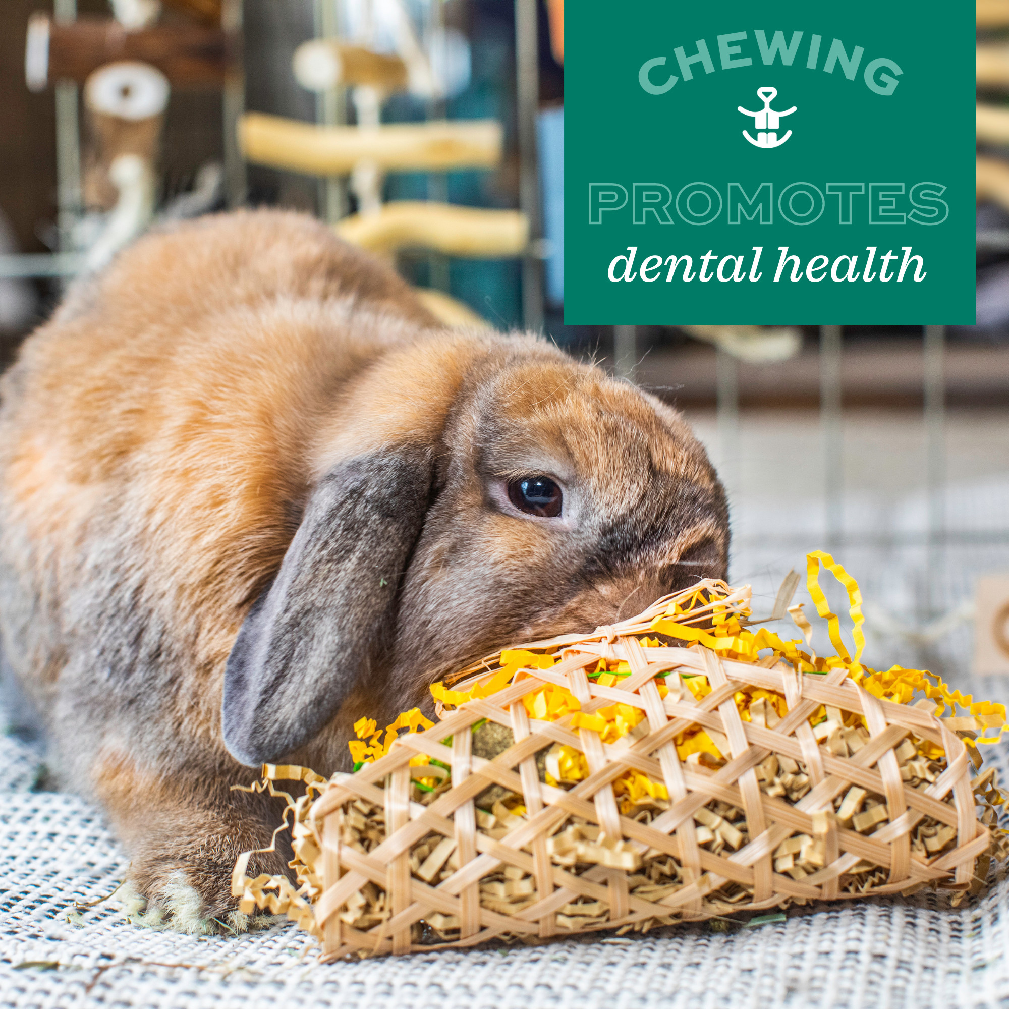 Oxbow Essentials Adult Rabbit Food, 5 lbs photo 5