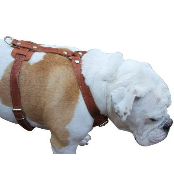 Genuine Leather Dog Harness, 33"-41" Chest, 1" Wide Straps Newfoundland, Great Dane