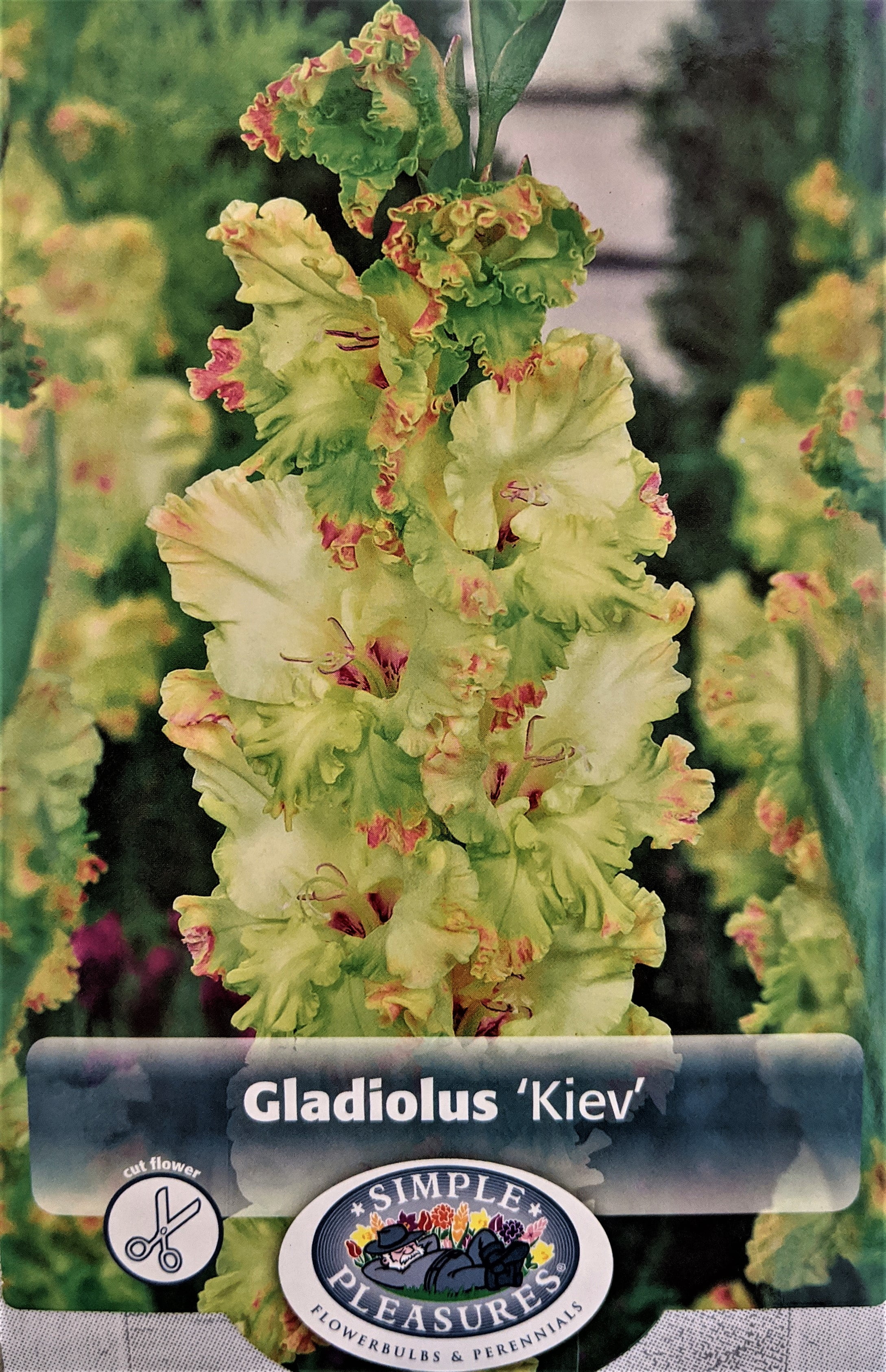 Kiev Parrot Gladiolus 10 Bulbs 10/+ cm Ruffled Flowers
