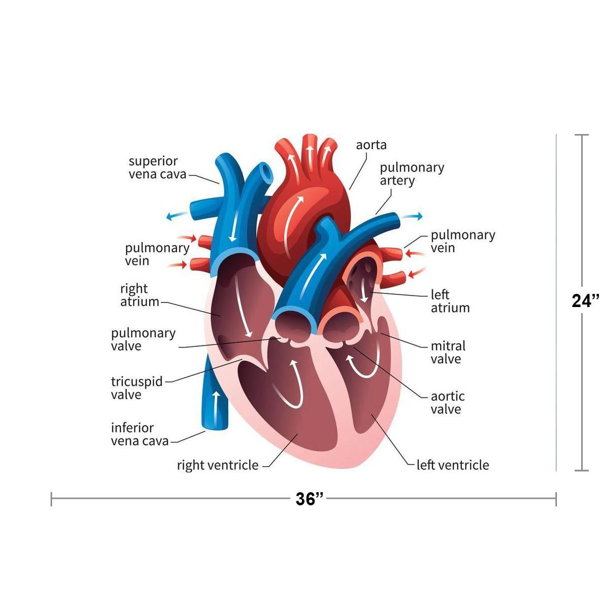 circulatory system labeled simple