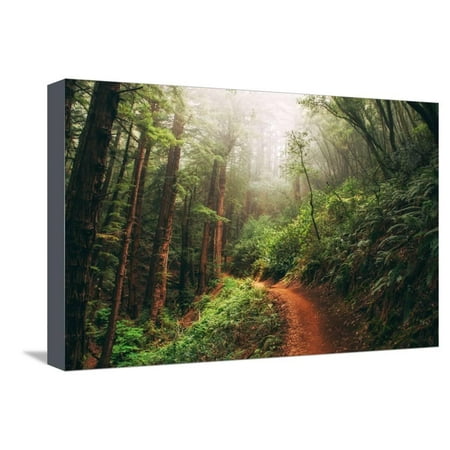 Amazing Misty John Muir Woods Coastal Trail, San Francisco Bay Area Stretched Canvas Print Wall Art By Vincent
