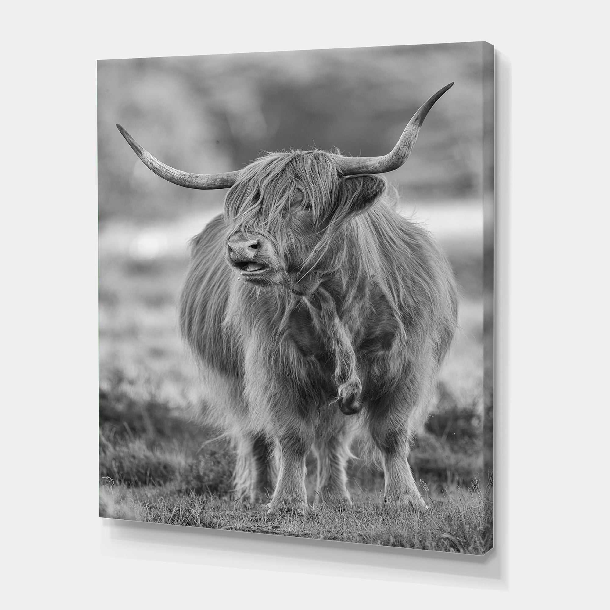Designart ' Close Up View of Monochrome Bull ' Farmhouse Canvas Wall Art Print