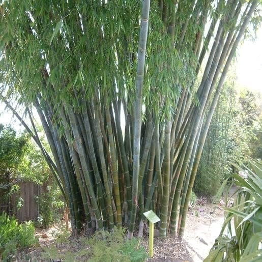 Oldhamii Bamboo  3 Live Plants  Bambusa Oldhamii  Privacy Screen Bamboo  Fast-Growing Garden Foliage  Tall Decorative Landscape Specimen