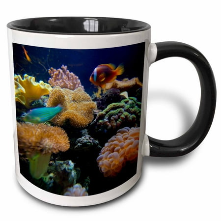 3dRose Salt Water Aquarium, Vitu Levu, Fiji - OC01 DPB0398 - Douglas Peebles - Two Tone Black Mug, (Best Small Saltwater Aquarium)