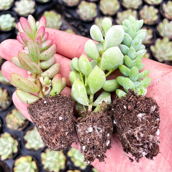 20 Assorted Succulents with Root, 10 Different Varieties Live Plants Collection, Without Plant Pot, Great for Gardener Beginner, DIY Projects, Wedding Party Favor