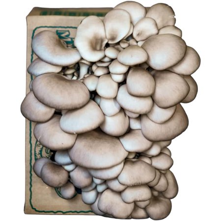 Oyster Mushroom Mini-Farm Grow Kit, 5lbs, Non-GMO, Easy to Use, Grow Your Mushrooms at Home, Produced by Real Farmers in California