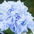 thumbnail image 3 of Enova Home Artificial Hydrangea Flowers Arrangement in Cube Glass Vase for Home Wedding Decoration (Blue), 3 of 4