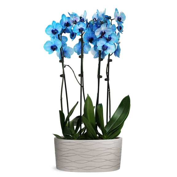 Just Add Ice 16-30" Watercolor Blue Premium Orchid Duo Live Plants in 10" Silver Ceramic Planter, House Plant