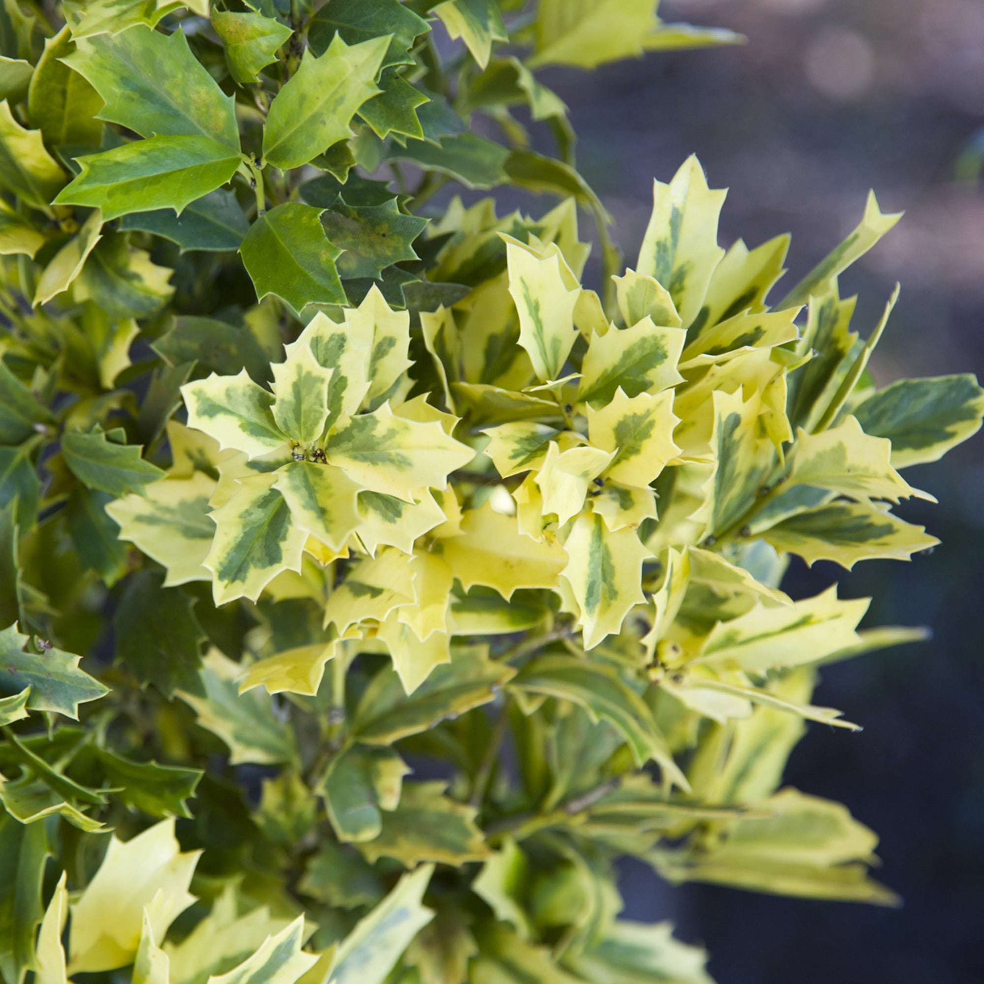 Southern Living Holly Golden Oakland Live Shrub in 2 Gallon Grower Pot