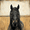Black Horse Western Farmhouse Art, variant on Qisvanset 12x16 Inch Framed Canvas Wall Art Casino Gambling Bear Funny Anthropomorphic Vintage Wall Decor