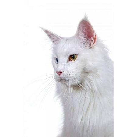 - Maine Coon Cat Print Wall Art By Fabio Petroni