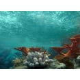thumbnail image 2 of Underwater Ocean Wall Mural by Wallmonkeys Peel and Stick Graphic (36 in W x 26 in H) WM104692, 2 of 4