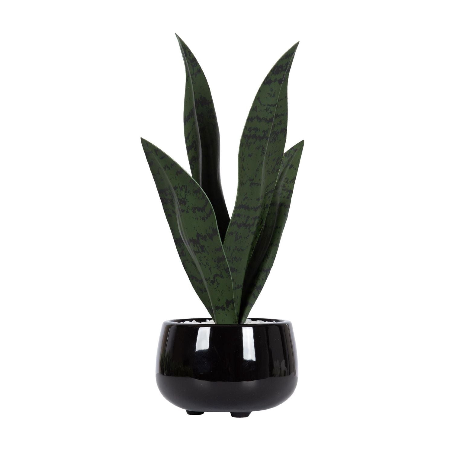 Kotera Snake Plant in Ceramic Pot