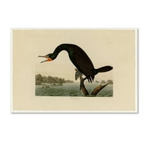 Trademark Fine Art 'Florida Cormorantplate 252' Canvas Art by Audubon
