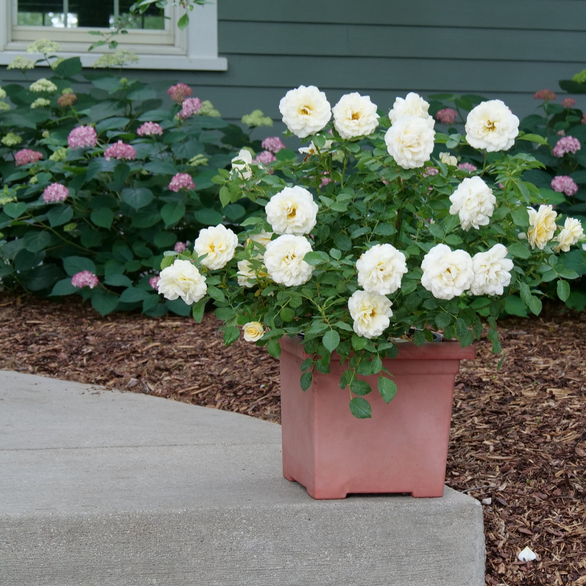 Proven Winners ColorChoice 5" White Reminiscent Crema Rose Live Plant in 4.5" Pot (4 Count)