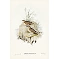 thumbnail image 2 of Gould, John 17x24 Gold Ornate Wood Framed with Double Matting Museum Art Print Titled - Horsfield’s Mirafra-Mirafra Horsfieldii, 2 of 4