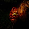 thumbnail image 4 of Boreal Craft Solar LED Squirrel Light Squirrel Solar Resin Garden Decoration Squirrel Hanging Tree Garden Decoration Rooster Garden Statue Coffin Bed Frame, 4 of 7