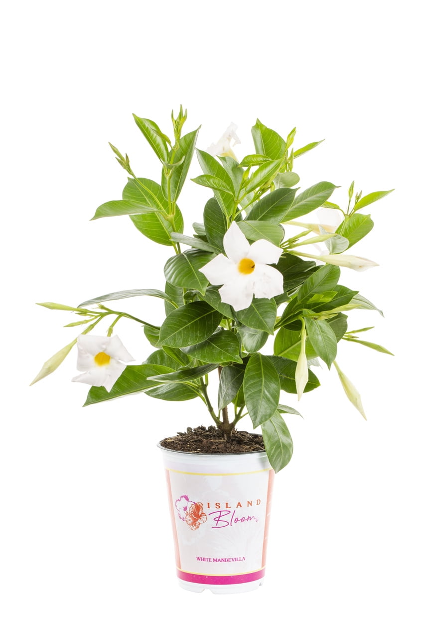 Island Blooms 1.5PT White Mandevilla Live Anniual Plant Sun 5-Pack