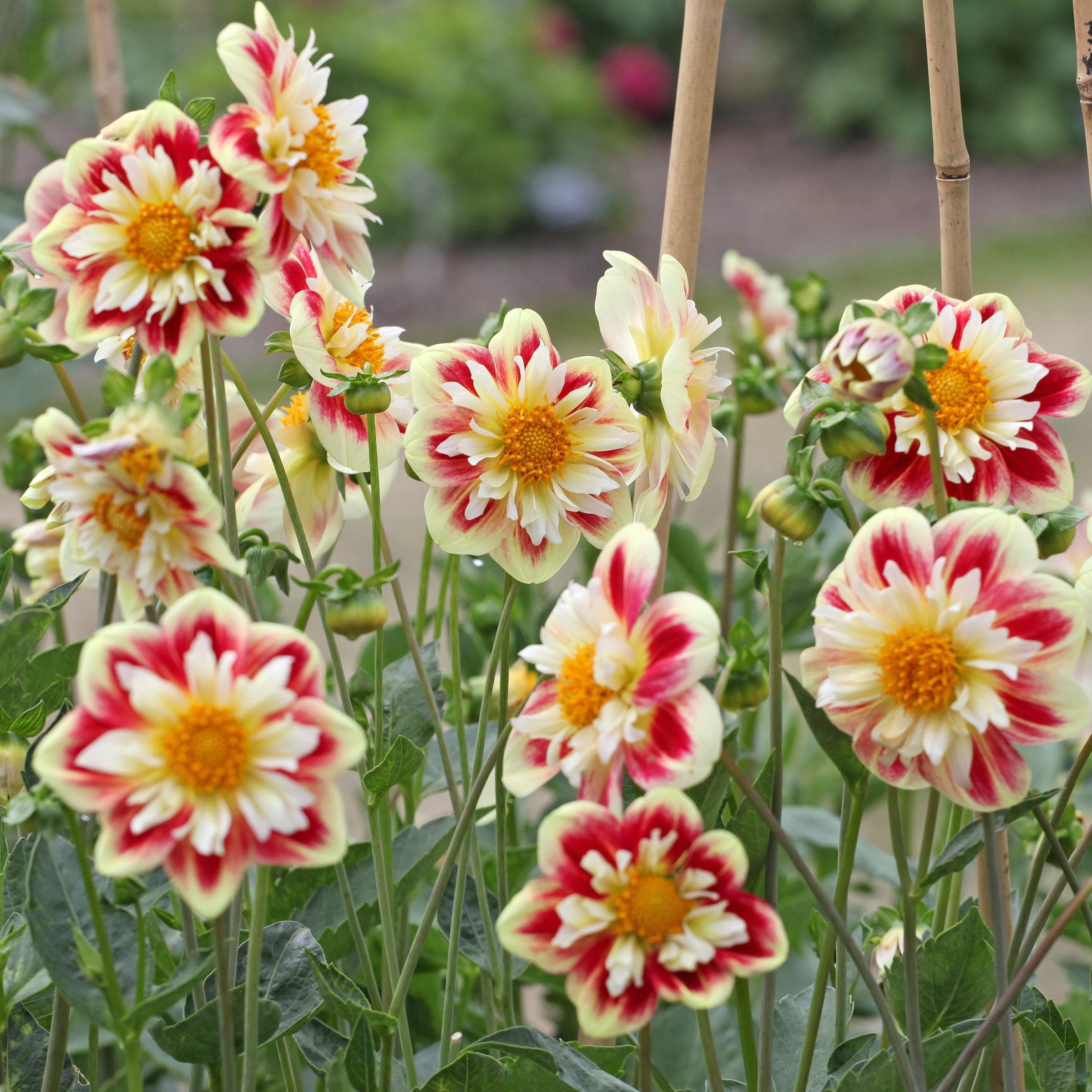 National Plant Network Dahlia Collarette Mixed Bulbs (10-Pack)
