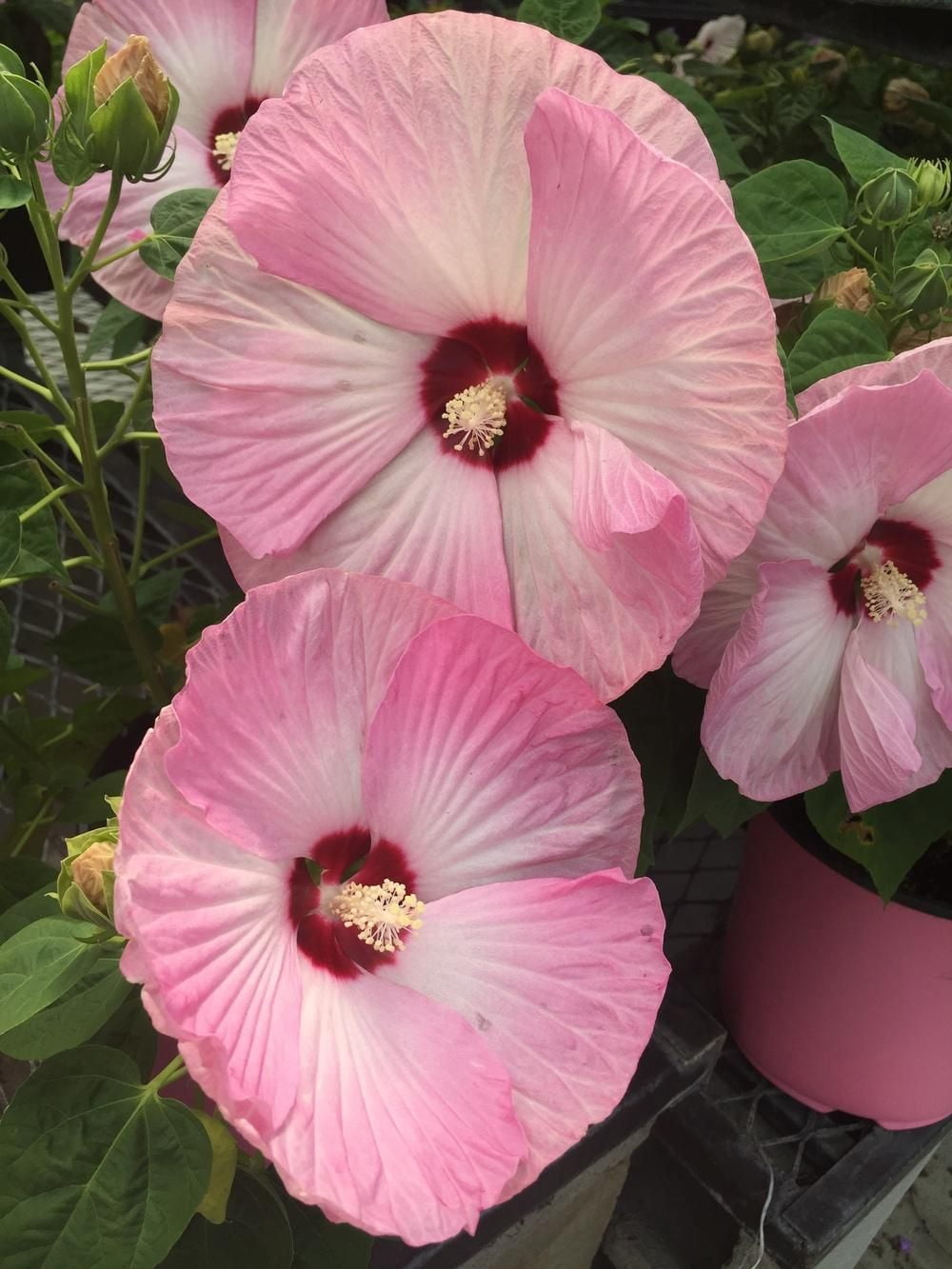 Hardy Hibiscus 'Pink Luna Swirl' - Live STARTER Plant