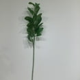 thumbnail image 1 of PITTOSPORUM, 1 of 3
