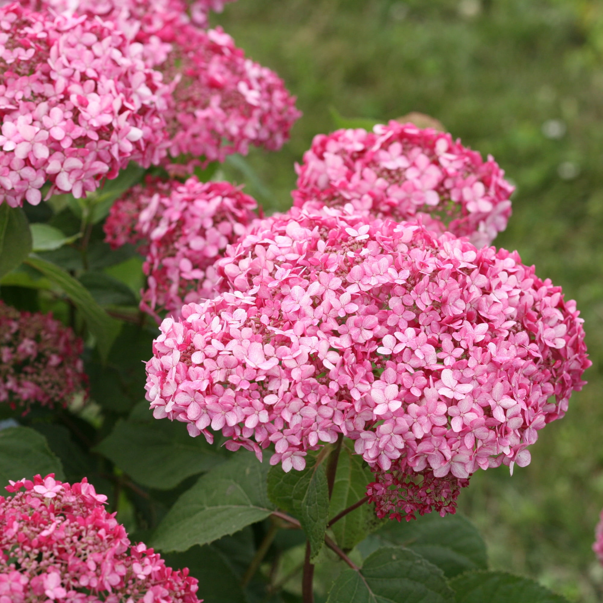 Proven Winners ColorChoice 6" Pink Invincibelle Spirit II Smooth Hydrangea Live Plant in 7.5" Pot