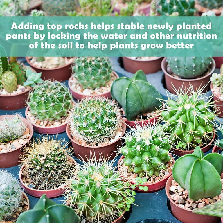 Small Rocks for Plants Bonsai Soil Cactus Potting Soil and