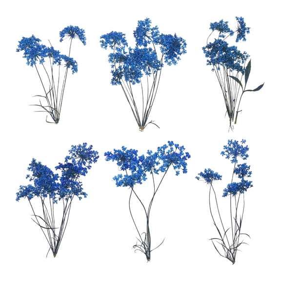 Uxcell 6 Pcs Natural Dried Pressed Flowers for Craft, Lace Real Pressed Dried  Flowers Colorful Bouquets for Resin Moulds DIY Scrapbooking Candle Jewelry Making, Dark Blue