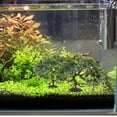 thumbnail image 3 of 2 piezas de peces artificiales bonsai pino planta planta de peces plantas de acuario decoración del paisaje, 3 of 5