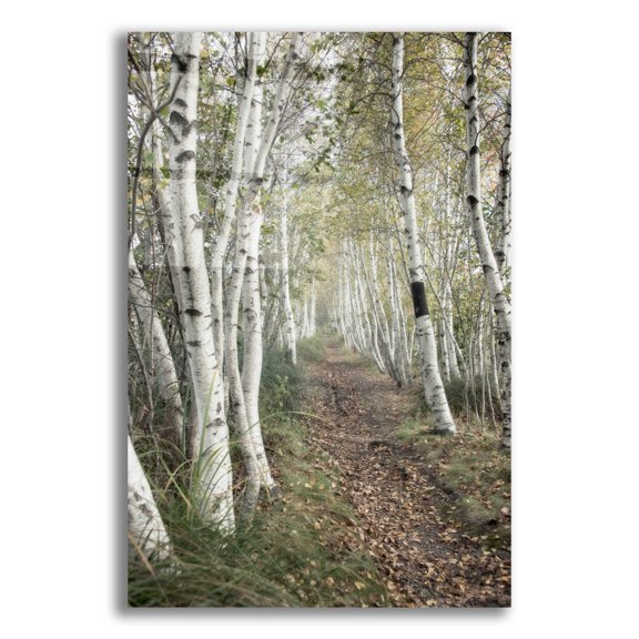 Epic Art 'Birch Trail' by Natalie Mikaels, Acrylic Glass Wall Art, 16"x24"