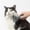 B, variant on Grooming Brush for Cats and Dogs Elegant Deshedding Solution with Gentle Massage to Reduce Shedding and Loose Hair for Indoor Use