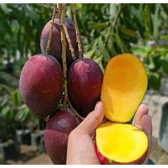 Irwin Dwarf Grafted Mango Tree. 3 Gallon pot. Ship to all states