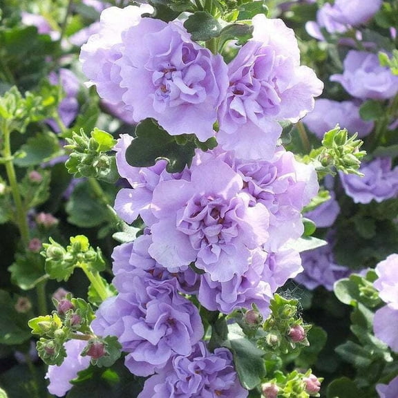 25 Blue Bacopa Hollyhock Seeds – Tall Perennial Cottage Garden Flower – Pollinator Friendly Blooming Plant