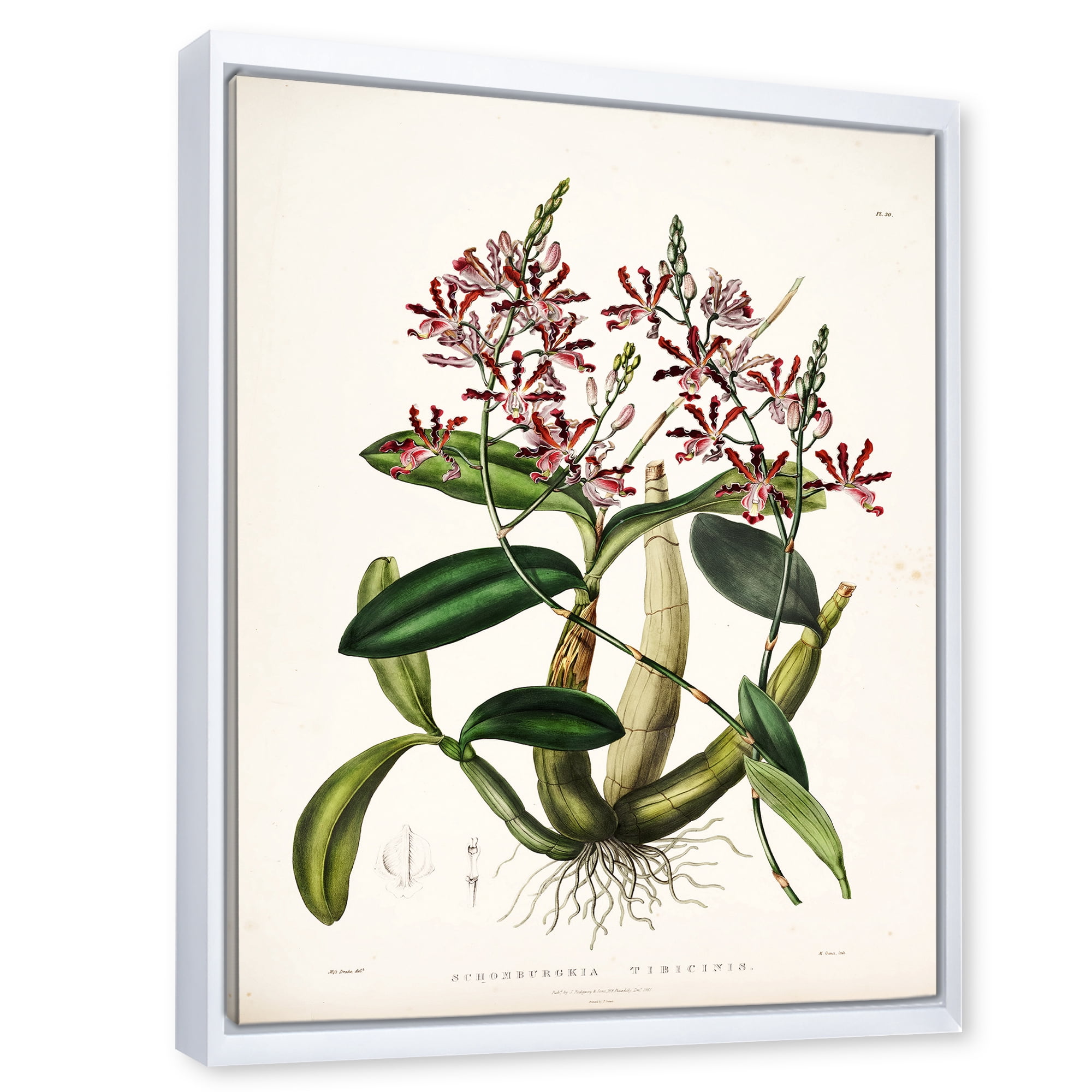 Ancient Plant Life VII 24 in x 32 in Framed Painting Canvas Art Print, by Designart