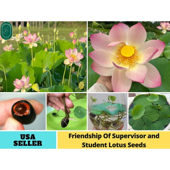 5 Rare Seeds| Friendship Of Supervisor and Student LotusSeeds - Indian Lotus (Nelumbo nucifera) Seeds - Flower Seeds - B3G1 #Q055